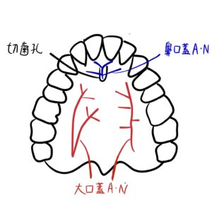 口腔解剖学