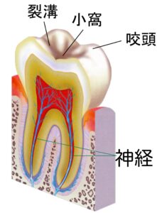 嚙み合わせについて詳しく知ろう！